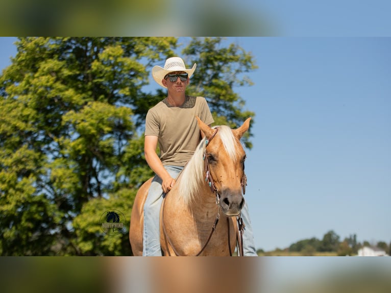 American Quarter Horse Wallach 5 Jahre 155 cm Palomino in Fredericksburg