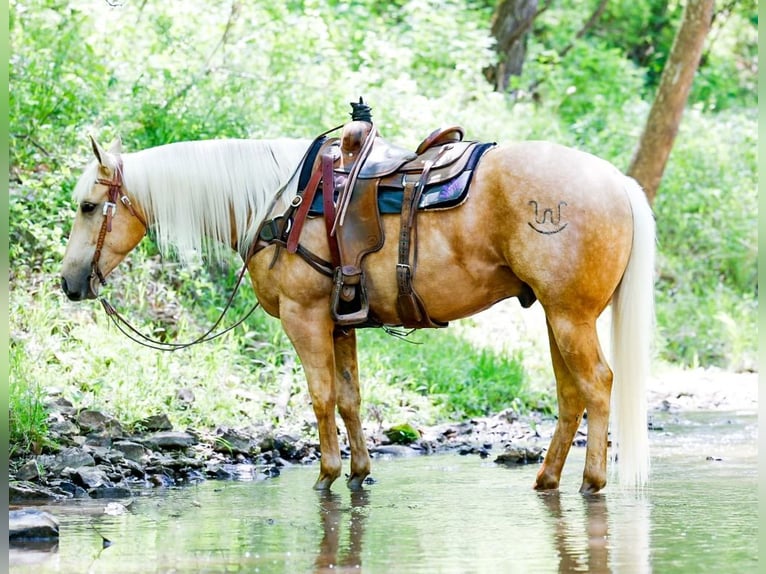 American Quarter Horse Wallach 5 Jahre 155 cm Palomino in Palmyra