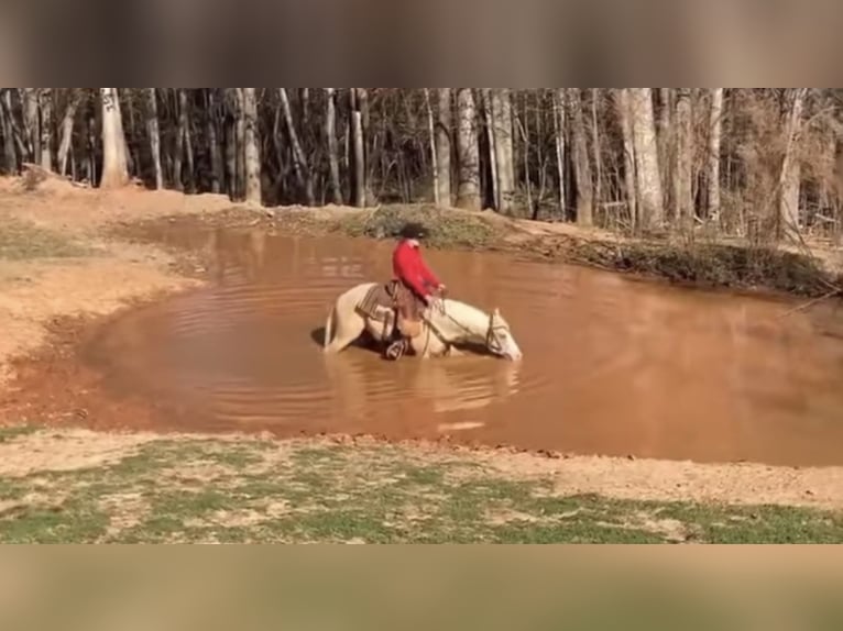 American Quarter Horse Wallach 5 Jahre 155 cm Palomino in Ponder, TX