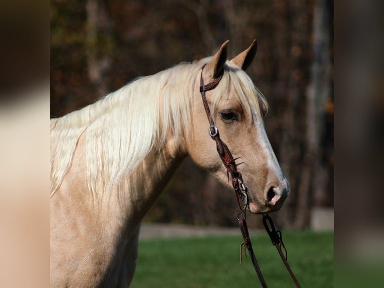 American Quarter Horse Wallach 5 Jahre 155 cm Palomino in Somerset, KY