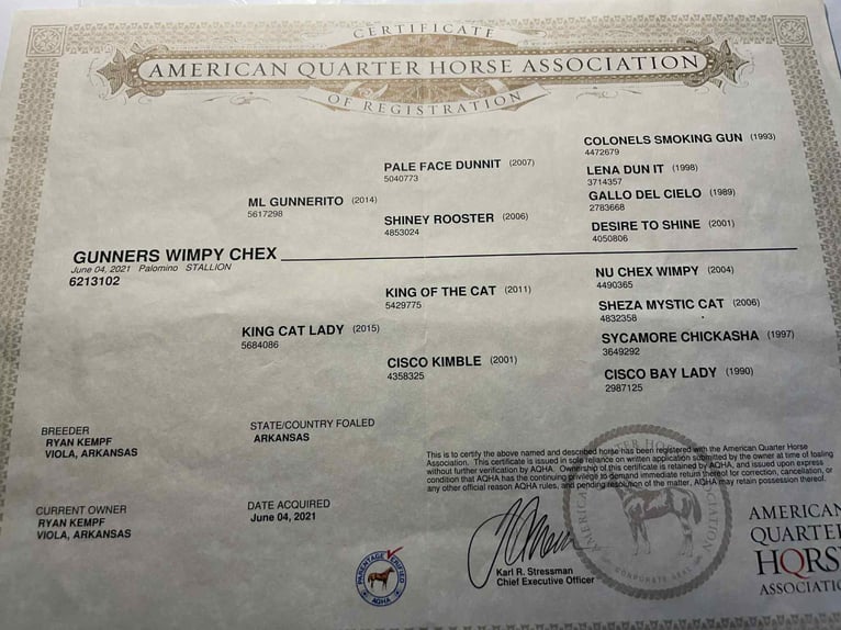 American Quarter Horse Wallach 5 Jahre 155 cm Palomino in Wickenburg