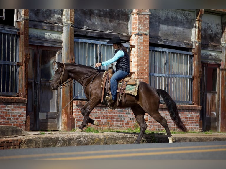American Quarter Horse Wallach 5 Jahre 155 cm Rappe in Rusk, TX
