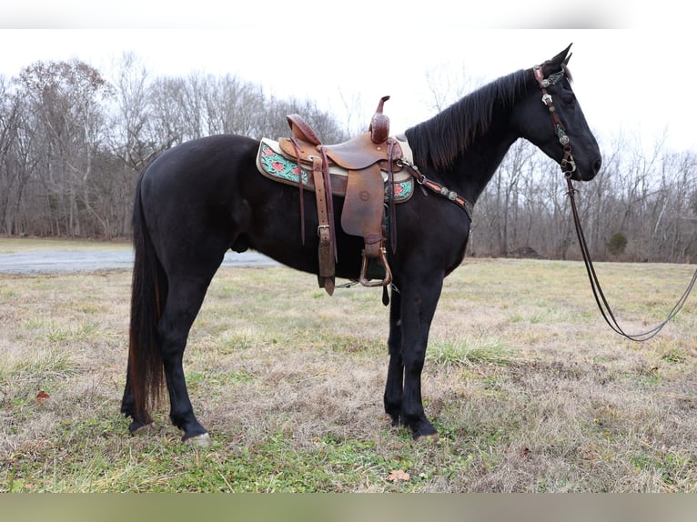 American Quarter Horse Wallach 5 Jahre 155 cm Rappe in Flemmingsburg Ky