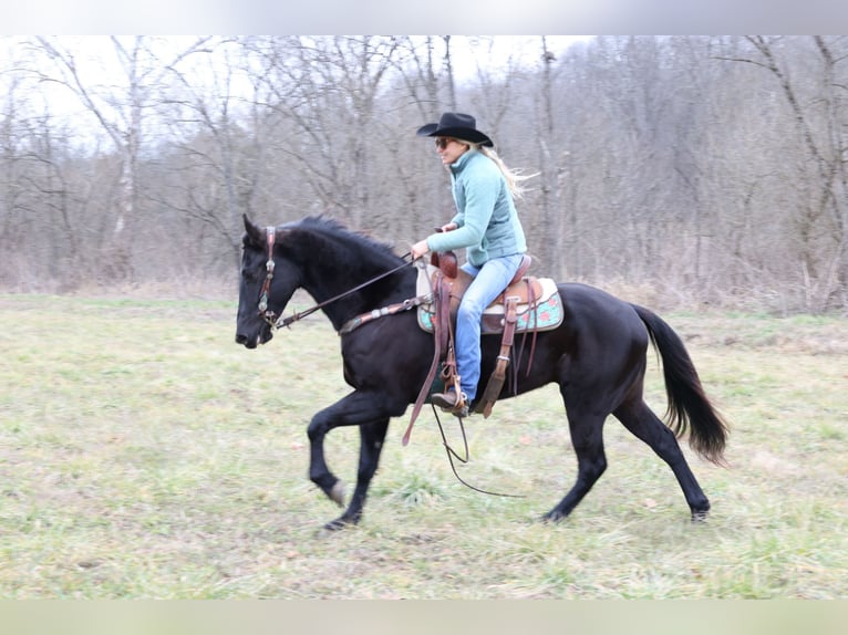 American Quarter Horse Wallach 5 Jahre 155 cm Rappe in Flemmingsburg Ky