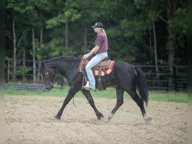 American Quarter Horse Wallach 5 Jahre 155 cm Rappe in Wendell, NC