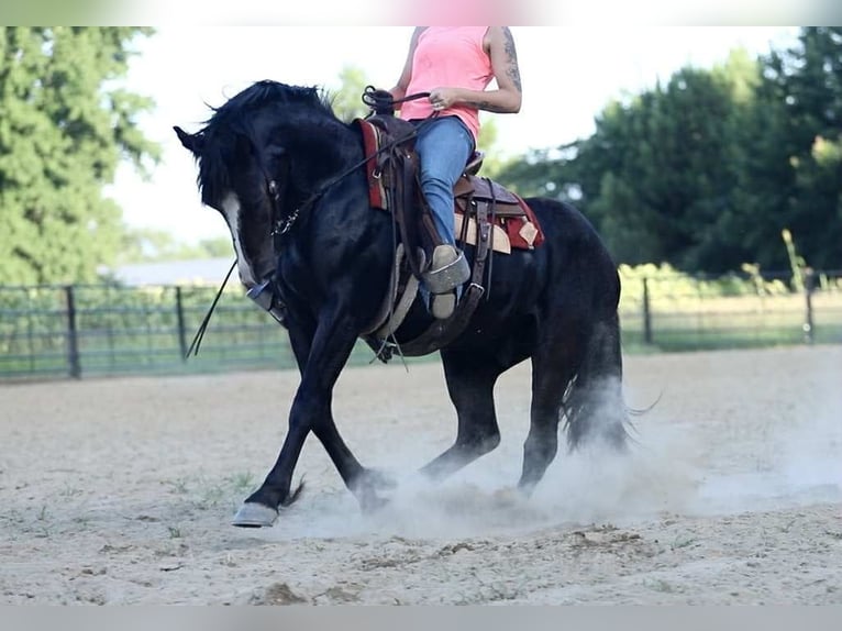 American Quarter Horse Wallach 5 Jahre 155 cm Rappe in Wendell, NC