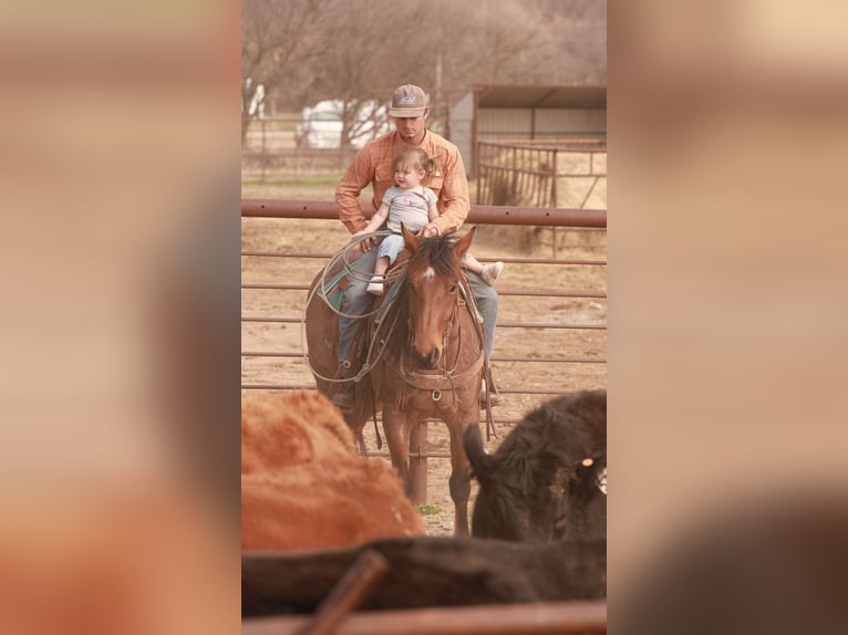 American Quarter Horse Wallach 5 Jahre 155 cm Roan-Bay in Edmond