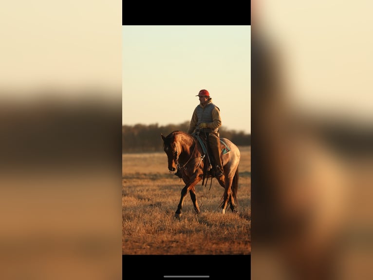American Quarter Horse Wallach 5 Jahre 155 cm Roan-Bay in Edmond