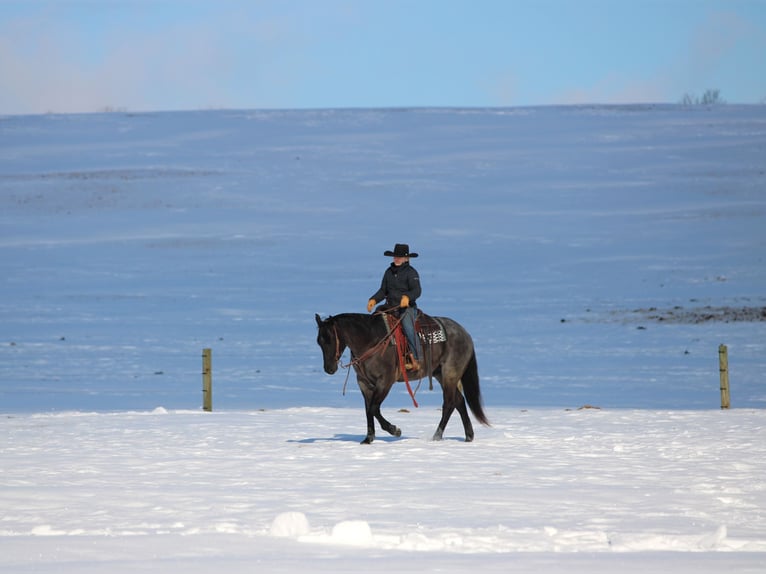 American Quarter Horse Wallach 5 Jahre 155 cm Roan-Blue in Clarion