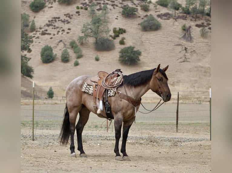 American Quarter Horse Wallach 5 Jahre 155 cm Roan-Blue in Paicines, CA