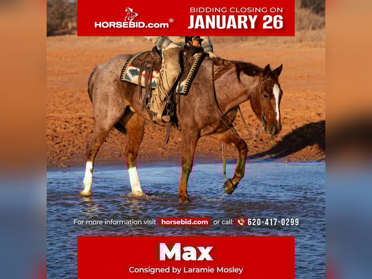 American Quarter Horse Wallach 5 Jahre 155 cm Roan-Red in Canyon