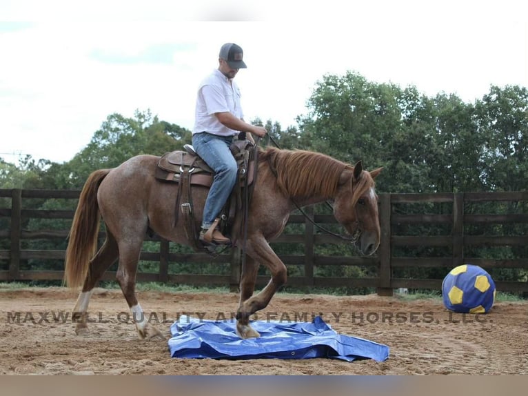 American Quarter Horse Wallach 5 Jahre 155 cm Roan-Red in Cherryville NC