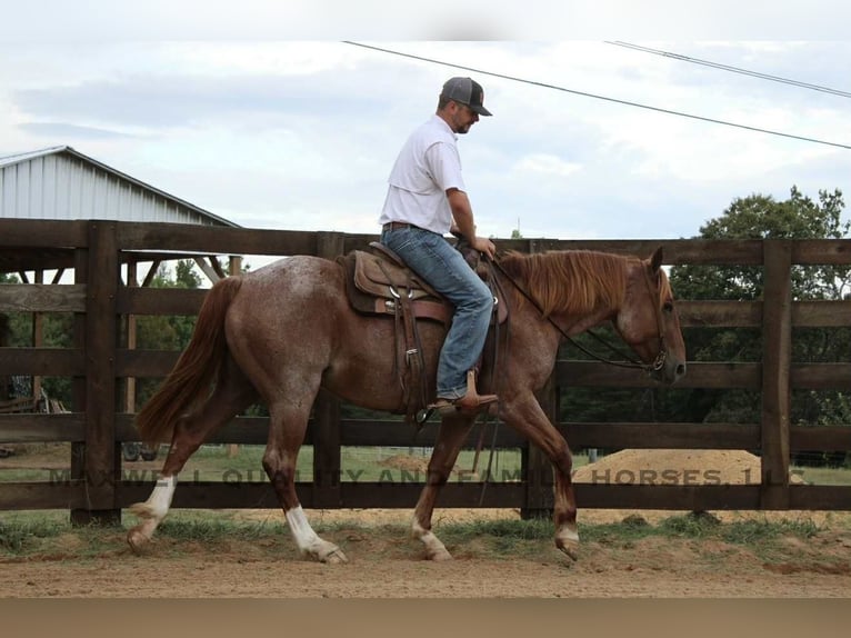 American Quarter Horse Wallach 5 Jahre 155 cm Roan-Red in Cherryville NC