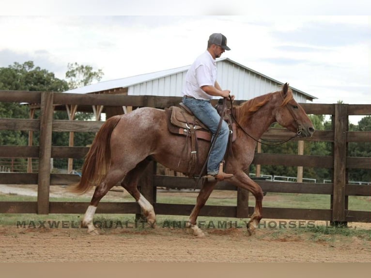 American Quarter Horse Wallach 5 Jahre 155 cm Roan-Red in Cherryville NC