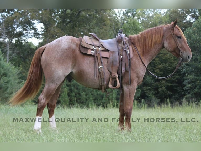 American Quarter Horse Wallach 5 Jahre 155 cm Roan-Red in Cherryville NC