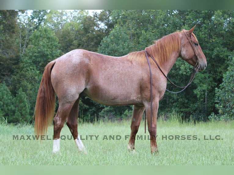 American Quarter Horse Wallach 5 Jahre 155 cm Roan-Red in Cherryville NC