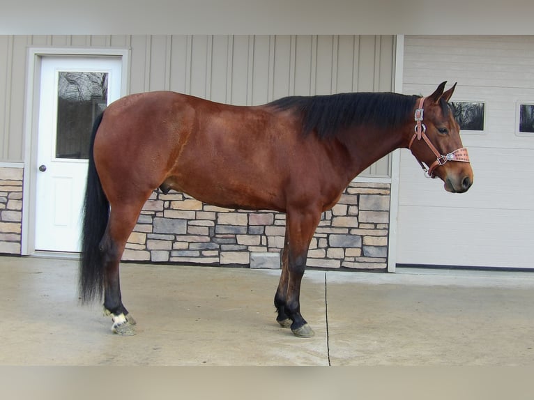 American Quarter Horse Wallach 5 Jahre 155 cm Rotbrauner in Baltic
