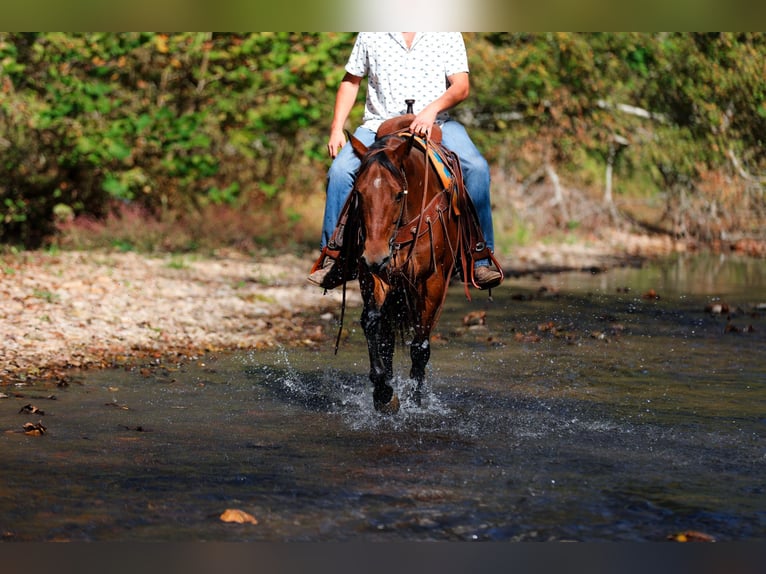 American Quarter Horse Wallach 5 Jahre 155 cm Rotbrauner in Santa Fe