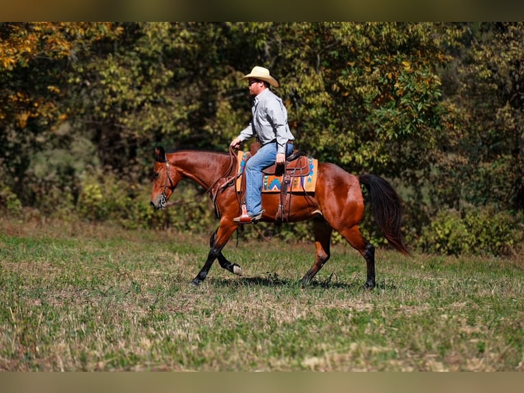 American Quarter Horse Wallach 5 Jahre 155 cm Rotbrauner in Santa Fe