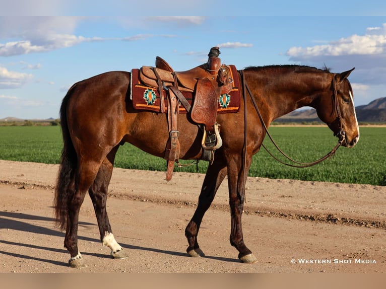 American Quarter Horse Wallach 5 Jahre 155 cm Rotbrauner in Buckeye, AZ