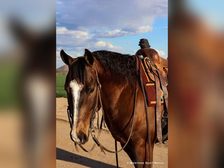 American Quarter Horse Wallach 5 Jahre 155 cm Rotbrauner in Buckeye, AZ