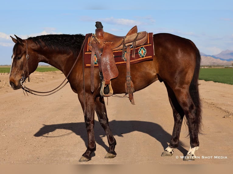 American Quarter Horse Wallach 5 Jahre 155 cm Rotbrauner in Buckeye, AZ