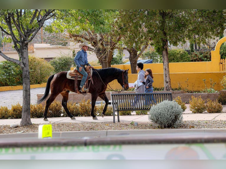 American Quarter Horse Wallach 5 Jahre 155 cm Rotbrauner in Camp Verde, AZ