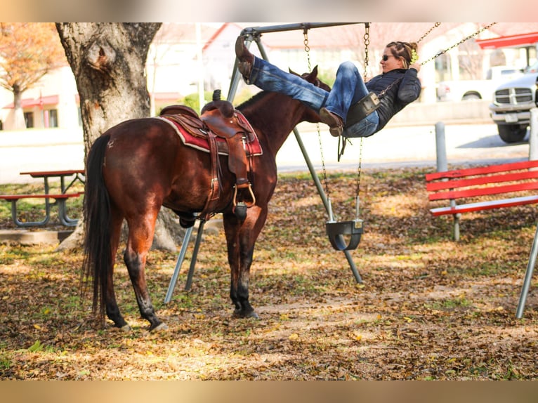 American Quarter Horse Wallach 5 Jahre 155 cm Rotbrauner in Stephenville TX
