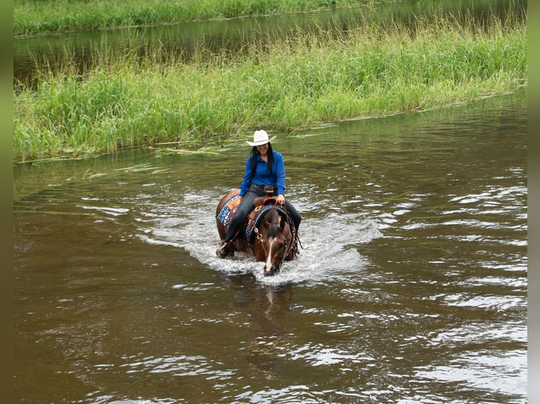 American Quarter Horse Wallach 5 Jahre 155 cm Rotbrauner in Nevis, MN