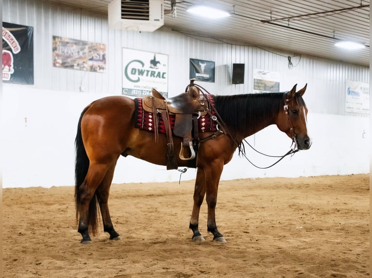 American Quarter Horse Wallach 5 Jahre 155 cm Rotbrauner in Nevis, MN