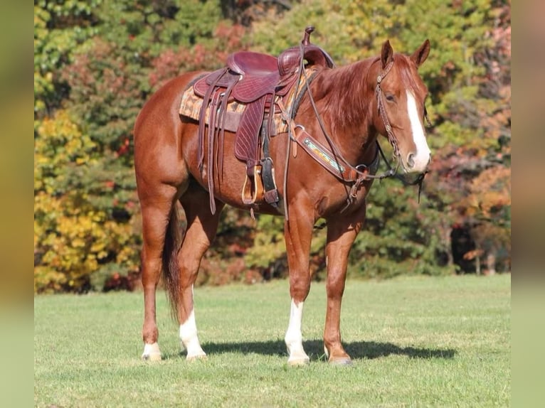 American Quarter Horse Wallach 5 Jahre 155 cm Rotfuchs in Clarion