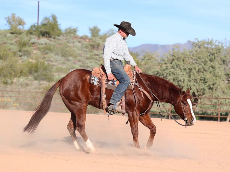 American Quarter Horse Wallach 5 Jahre 155 cm Rotfuchs in Cave Creek