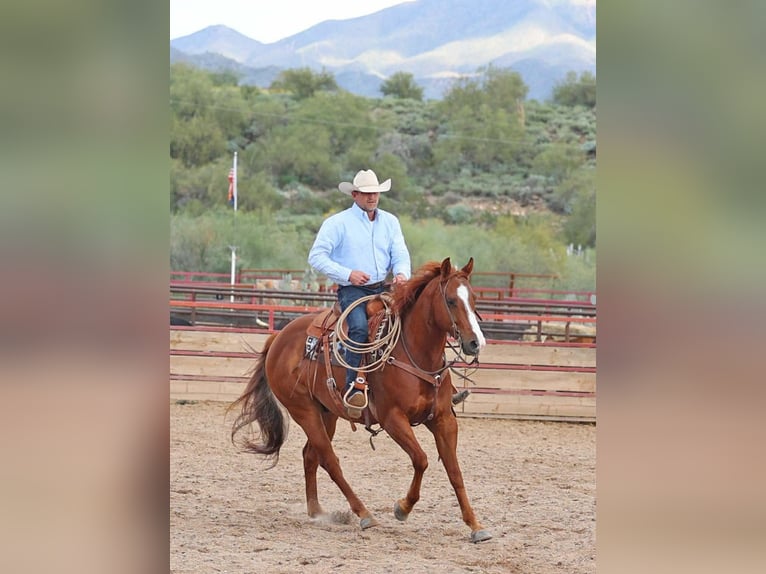 American Quarter Horse Wallach 5 Jahre 155 cm Rotfuchs in Cave Creek