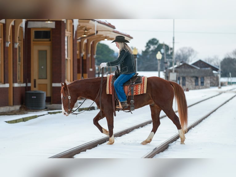 American Quarter Horse Wallach 5 Jahre 155 cm Rotfuchs in Quitman