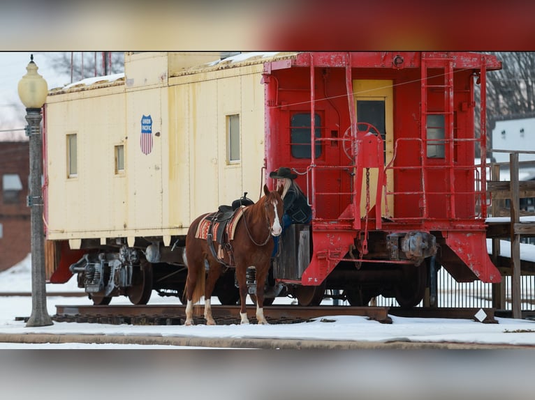 American Quarter Horse Wallach 5 Jahre 155 cm Rotfuchs in Quitman