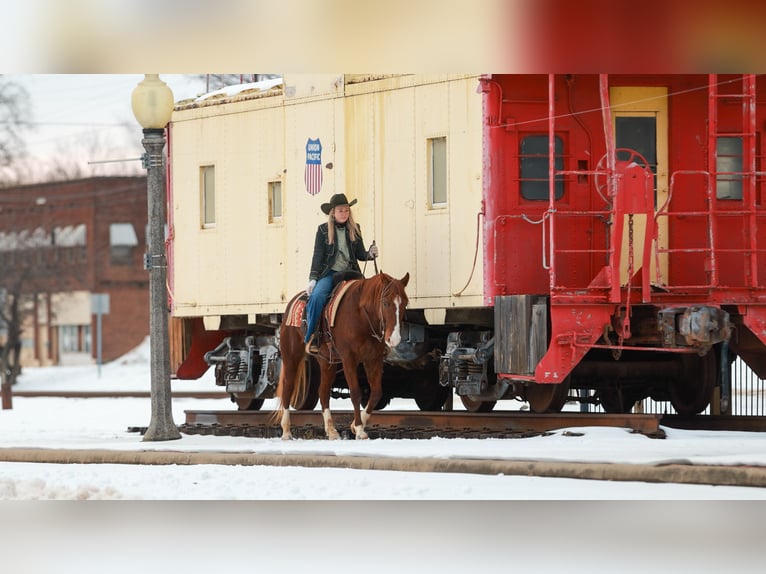 American Quarter Horse Wallach 5 Jahre 155 cm Rotfuchs in Quitman