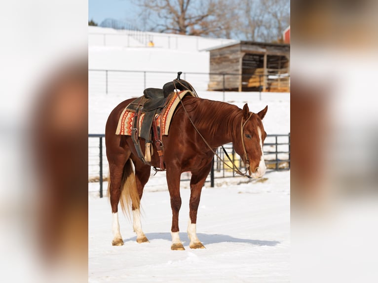 American Quarter Horse Wallach 5 Jahre 155 cm Rotfuchs in Quitman