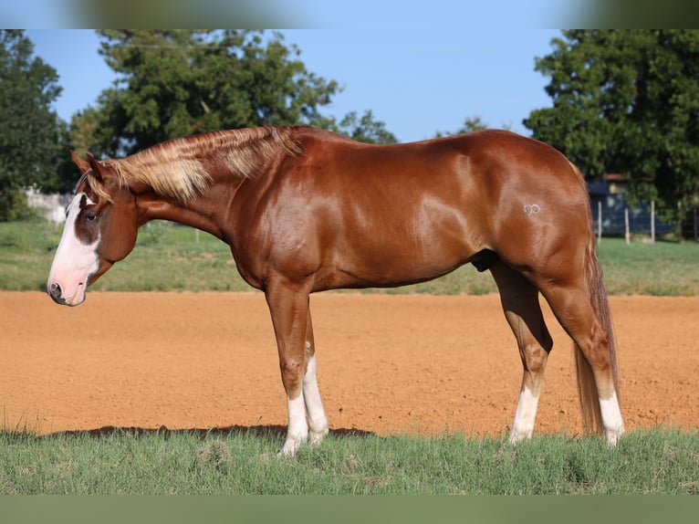 American Quarter Horse Wallach 5 Jahre 155 cm Rotfuchs in Weatherford