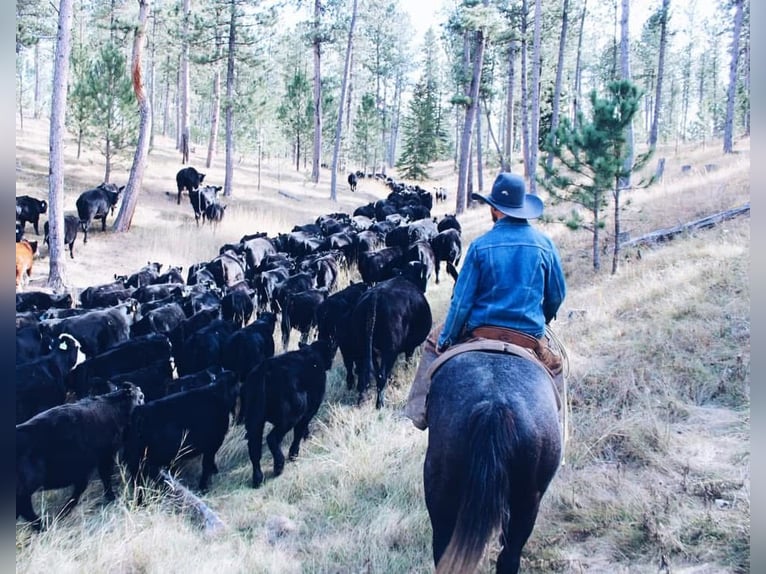 American Quarter Horse Wallach 5 Jahre 155 cm Schimmel in Whitewood