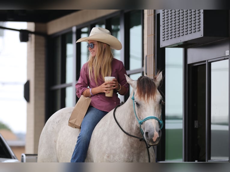 American Quarter Horse Wallach 5 Jahre 155 cm Schimmel in Collinsville