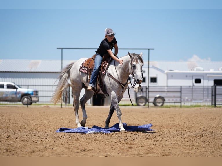 American Quarter Horse Wallach 5 Jahre 155 cm Schimmel in Collinsville