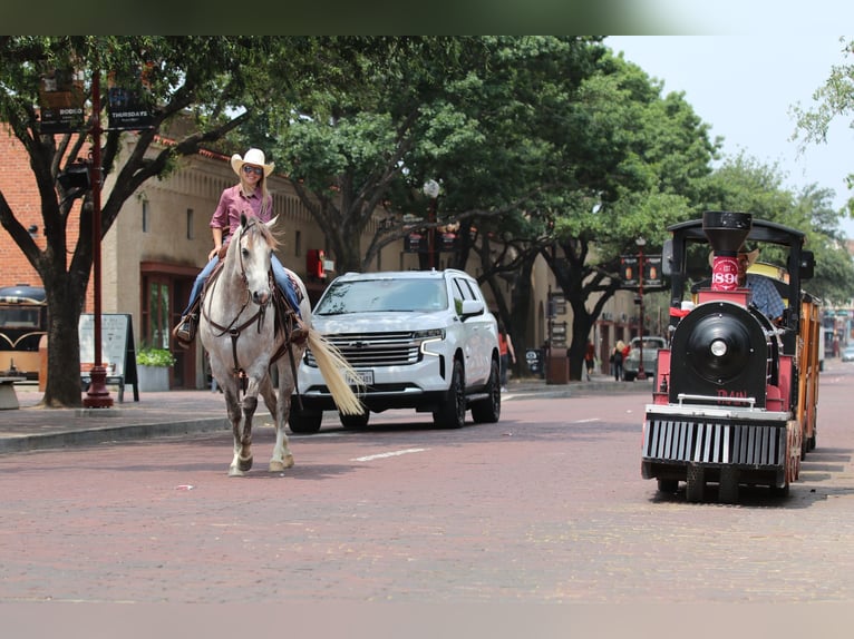 American Quarter Horse Wallach 5 Jahre 155 cm Schimmel in Collinsville