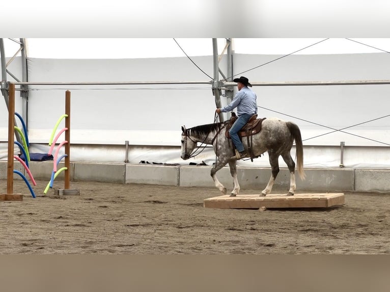 American Quarter Horse Wallach 5 Jahre 155 cm Schimmel in Saint Anthony