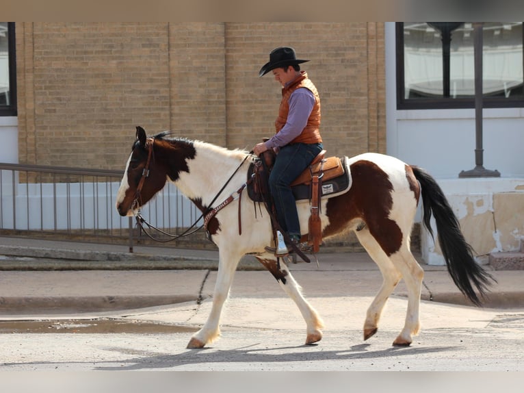 American Quarter Horse Wallach 5 Jahre 155 cm Tobiano-alle-Farben in Vernon TX