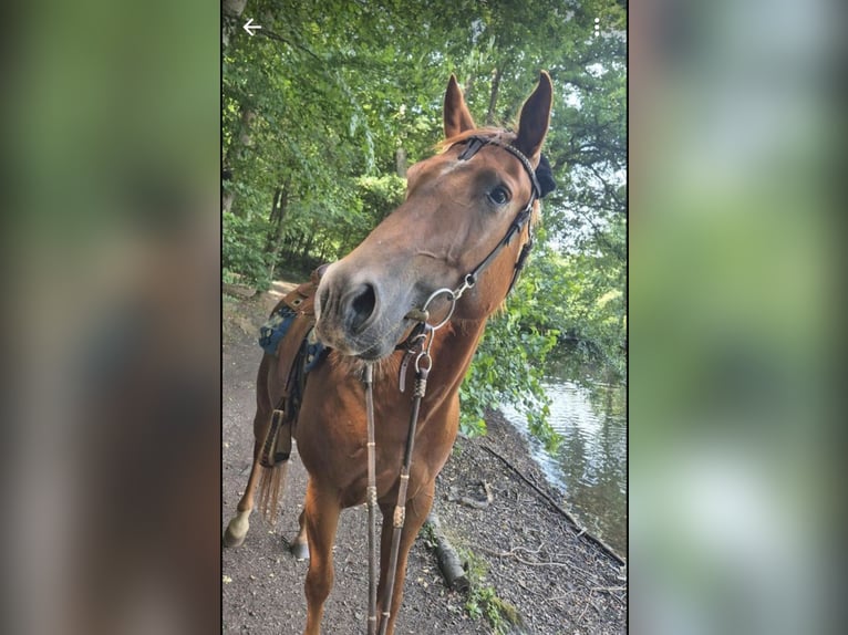 American Quarter Horse Wallach 5 Jahre 156 cm Fuchs in Schiffweiler/Heiigenwald