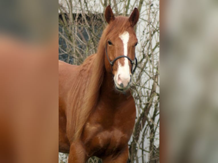 American Quarter Horse Wallach 5 Jahre 156 cm Fuchs in Laubach