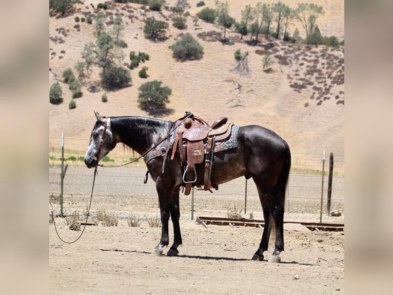 American Quarter Horse Wallach 5 Jahre 157 cm Apfelschimmel in Paicines CA