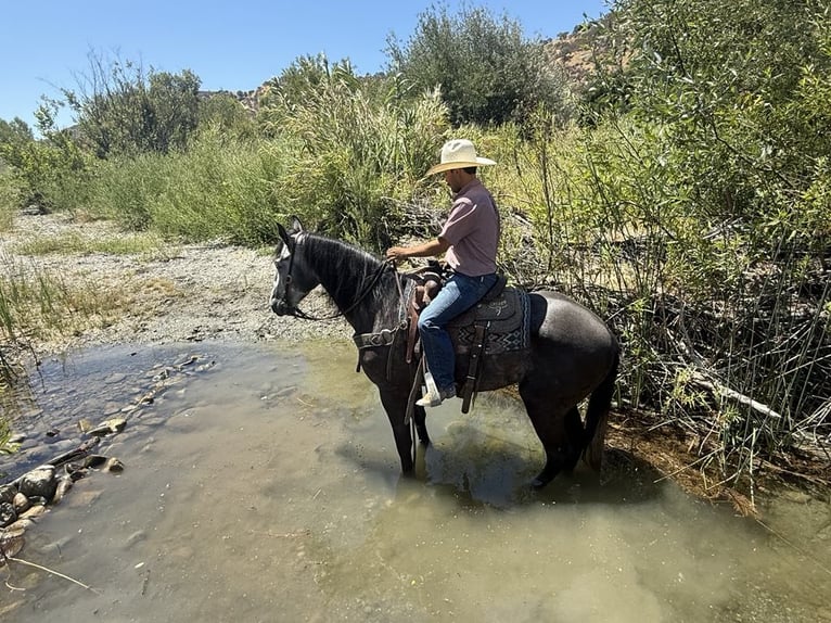 American Quarter Horse Wallach 5 Jahre 157 cm Apfelschimmel in Paicines CA