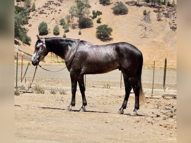 American Quarter Horse Wallach 5 Jahre 157 cm Apfelschimmel in Paicines CA