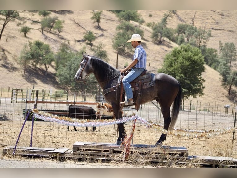 American Quarter Horse Wallach 5 Jahre 157 cm Apfelschimmel in Paicines CA
